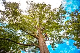  Wilkes Barre, PA Tree Care Pros