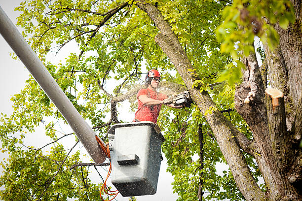 How Our Tree Care Process Works  in  Wilkes Barre, PA