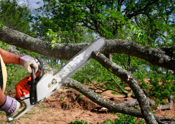 Professional Tree Care in Wilkes Barre, PA