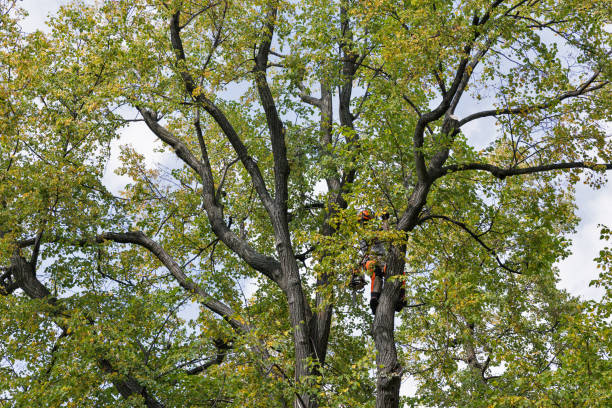 Leaf Removal in Wilkes Barre, PA